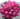 BUQ00016_BuquAa_Rosas_Pink_-_30_BotAµes_.png